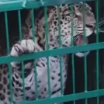 leopard-1771909125037_m