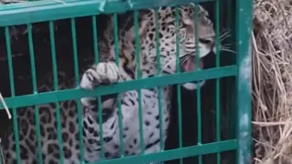 leopard-1771909125037_m