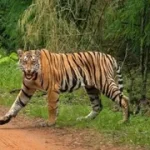 tiger-2-1772161713110_m